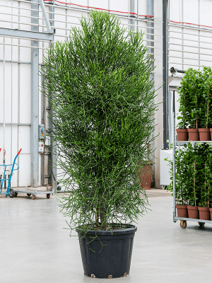 
                  
                    Euphorbia trucalli
                  
                