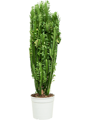 
                  
                    Euphorbia trigona
                  
                