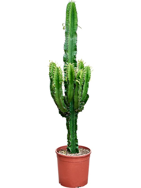 
                  
                    Euphorbia erytrea
                  
                