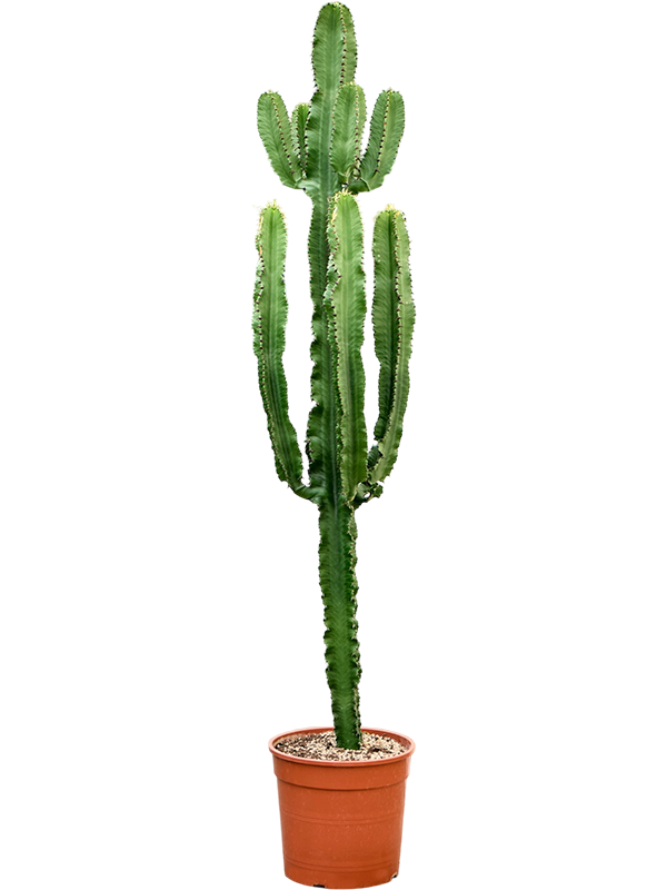 
                  
                    Euphorbia erytrea
                  
                