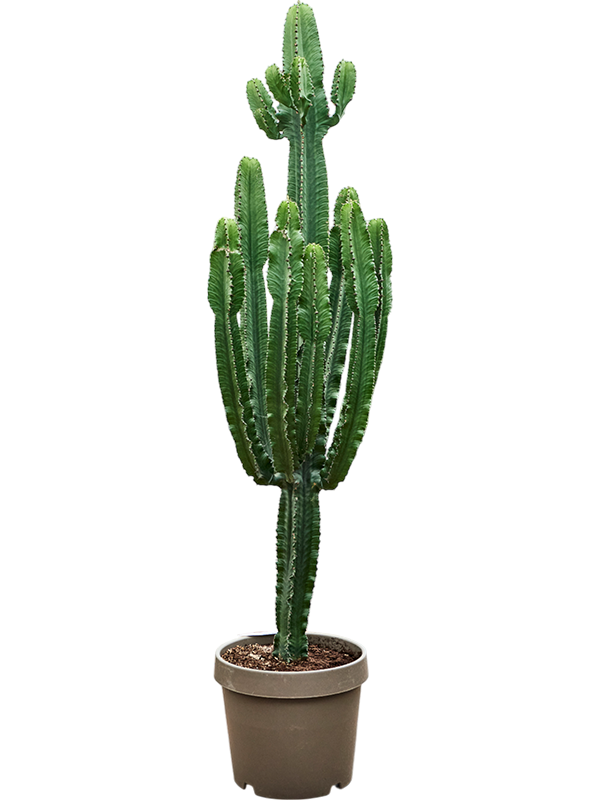 
                  
                    Euphorbia erytrea
                  
                