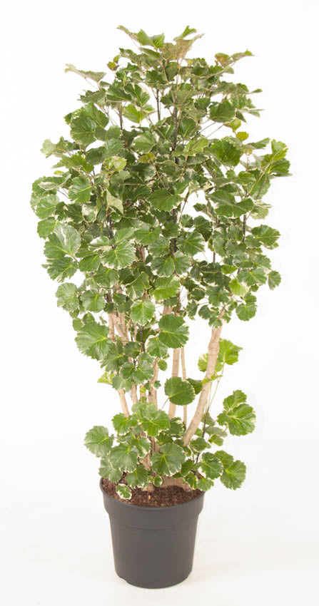 
                  
                    Polyscias Balfouriana, hauteur 130 cm, pot de culture 32 cm
                  
                