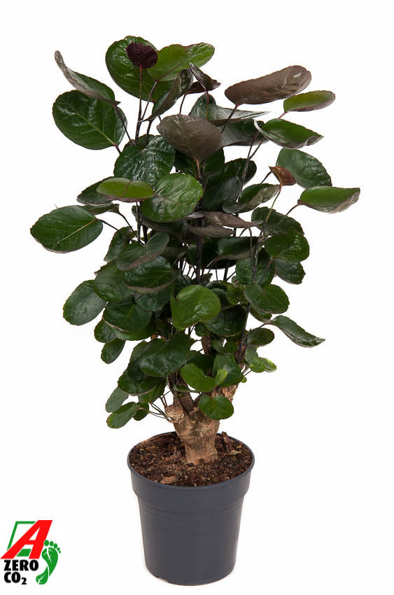 
                  
                    Polyscias Fabian, hauteur 80 cm, pot de culture de 19 cm
                  
                