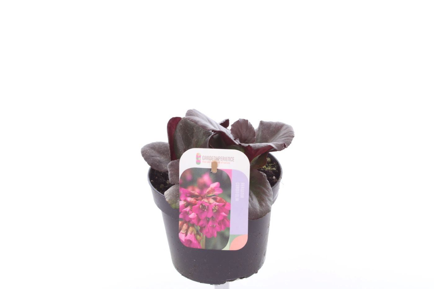 Bergenia cordifolia, hauteur 25 cm en pot de 13 cm — photographie de la référence Nieuwkoop F00003085