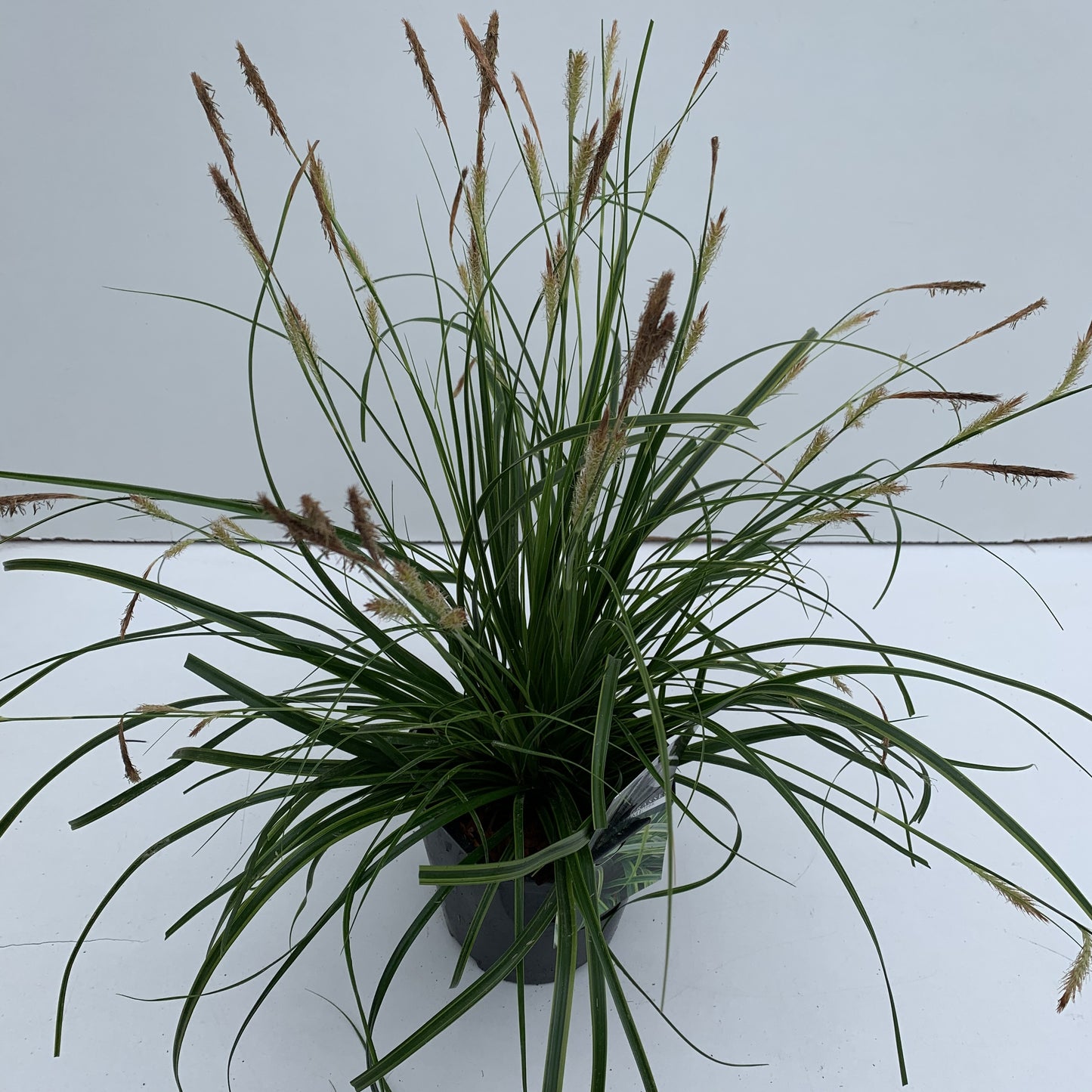 Carex oshimensis 'Everlime', hauteur 30 cm en pot de 17 cm — photographie de la référence Nieuwkoop F00003988