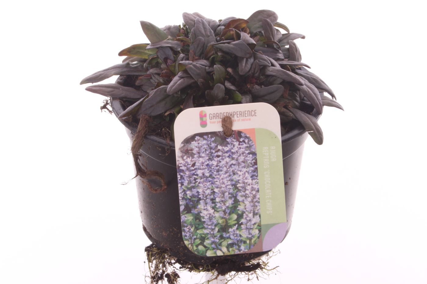 Ajuga reptans 'Chocolate Chips', hauteur 15 cm en pot de 13 cm — photographie de la référence Nieuwkoop F00004743