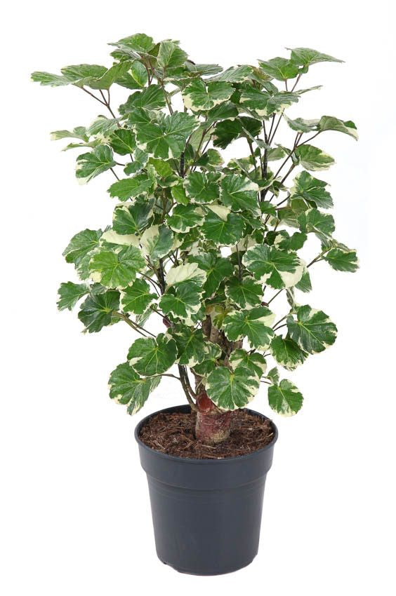 
                  
                    Polyscias Balfouriana, hauteur 70 cm, pot de culture 19 cm
                  
                