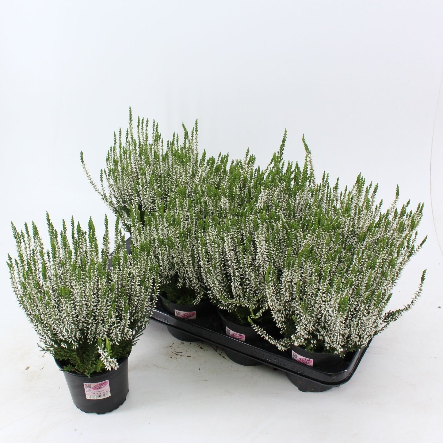 Calluna vulgaris Garden Girls 'Alicia', hauteur 15 cm en pot de 13 cm — photographie de la référence Nieuwkoop F00005064