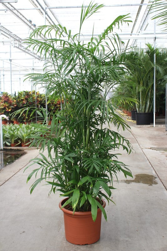 
                  
                    Chamaedorea seifrizii, hauteur 220 cm, pot de culture 45 cm
                  
                