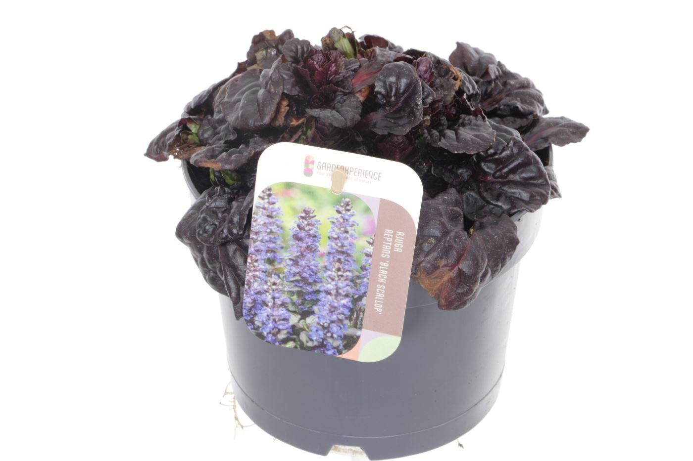 Ajuga reptans 'Black Scallop', hauteur 20 cm en pot de 17 cm — photographie de la référence Nieuwkoop F00005486