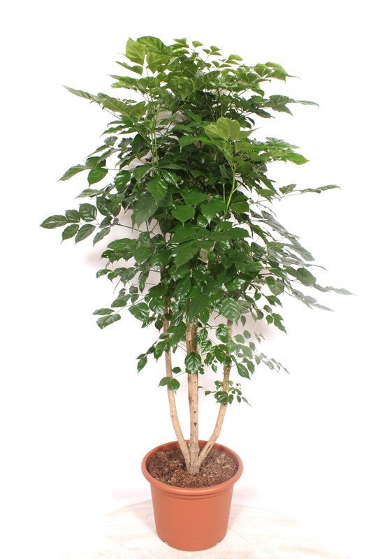
                  
                    Radermachera sinica ramifié, hauteur 190 cm, pot de culture 40 cm
                  
                