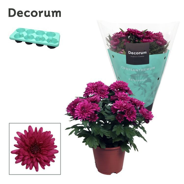 Chrysanthemum 'Chrystal Purple' violet, hauteur 25 cm en pot de 13 cm — photographie de la référence Nieuwkoop F00007856