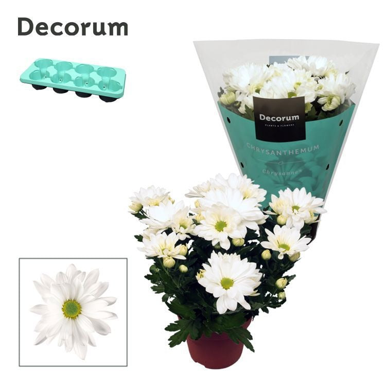 Chrysanthemum 'Breeze' White blanc, hauteur 25 cm en pot de 13 cm — photographie de la référence Nieuwkoop F00007862