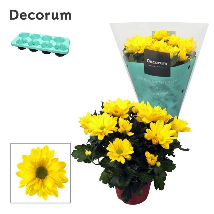 Chrysanthemum 'Breeze Sol' jaune, hauteur 25 cm en pot de 13 cm — photographie de la référence Nieuwkoop F00007863