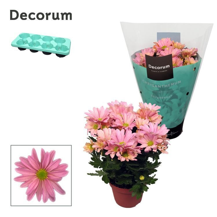 Chrysanthemum 'Breeze Princess' rose, hauteur 25 cm en pot de 13 cm — photographie de la référence Nieuwkoop F00007864