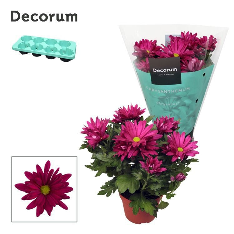 Chrysanthemum 'Breeze Jam' violet, hauteur 25 cm en pot de 13 cm — photographie de la référence Nieuwkoop F00007865