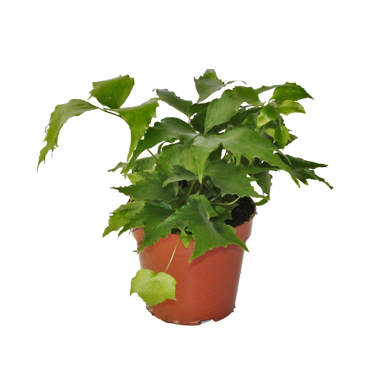 Cyrtomium falcatum, hauteur 30 cm en pot de 12 cm — photographie de la référence Nieuwkoop F00008011