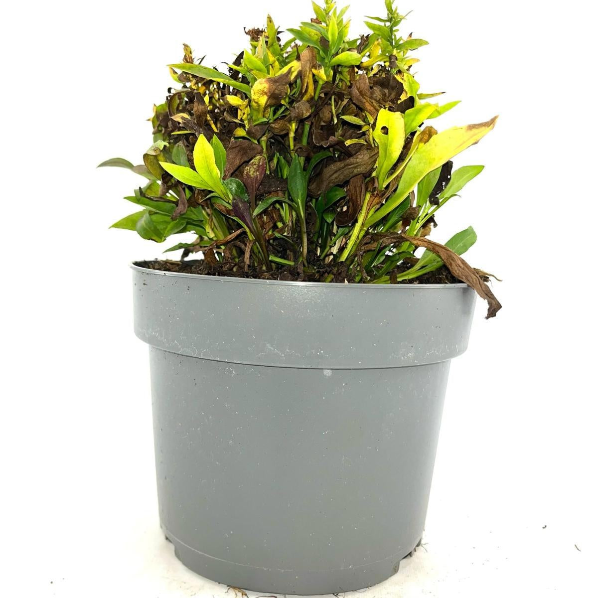 Aster dumosus 'Schneekissen', hauteur 30 cm en pot de 17 cm — photographie de la référence Nieuwkoop F00009119