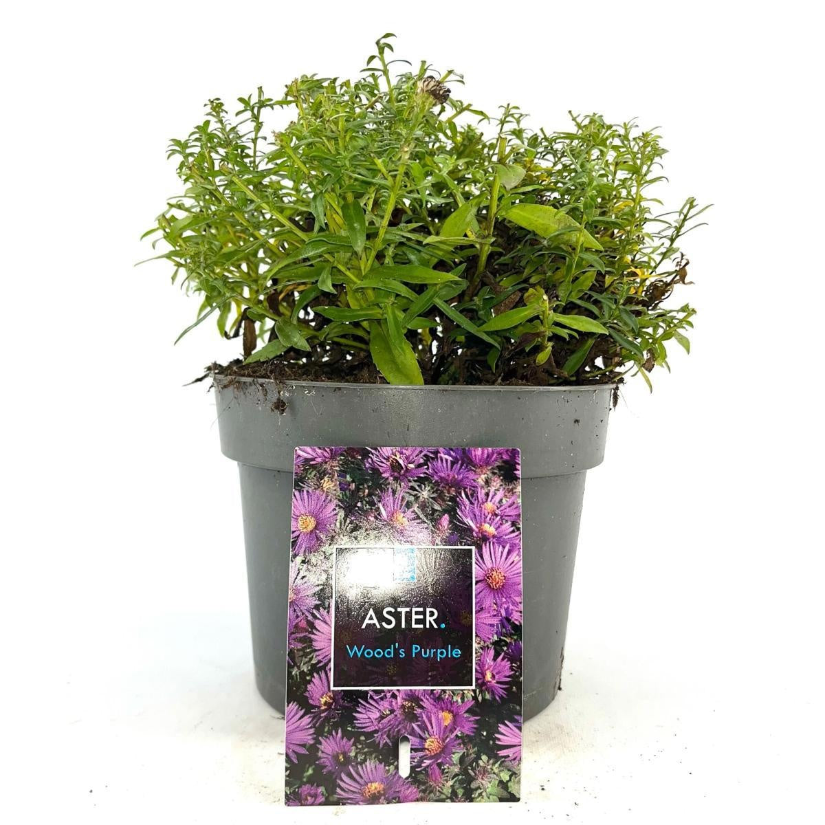 Aster 'Woods Purple', hauteur 30 cm en pot de 17 cm — photographie de la référence Nieuwkoop F00009226