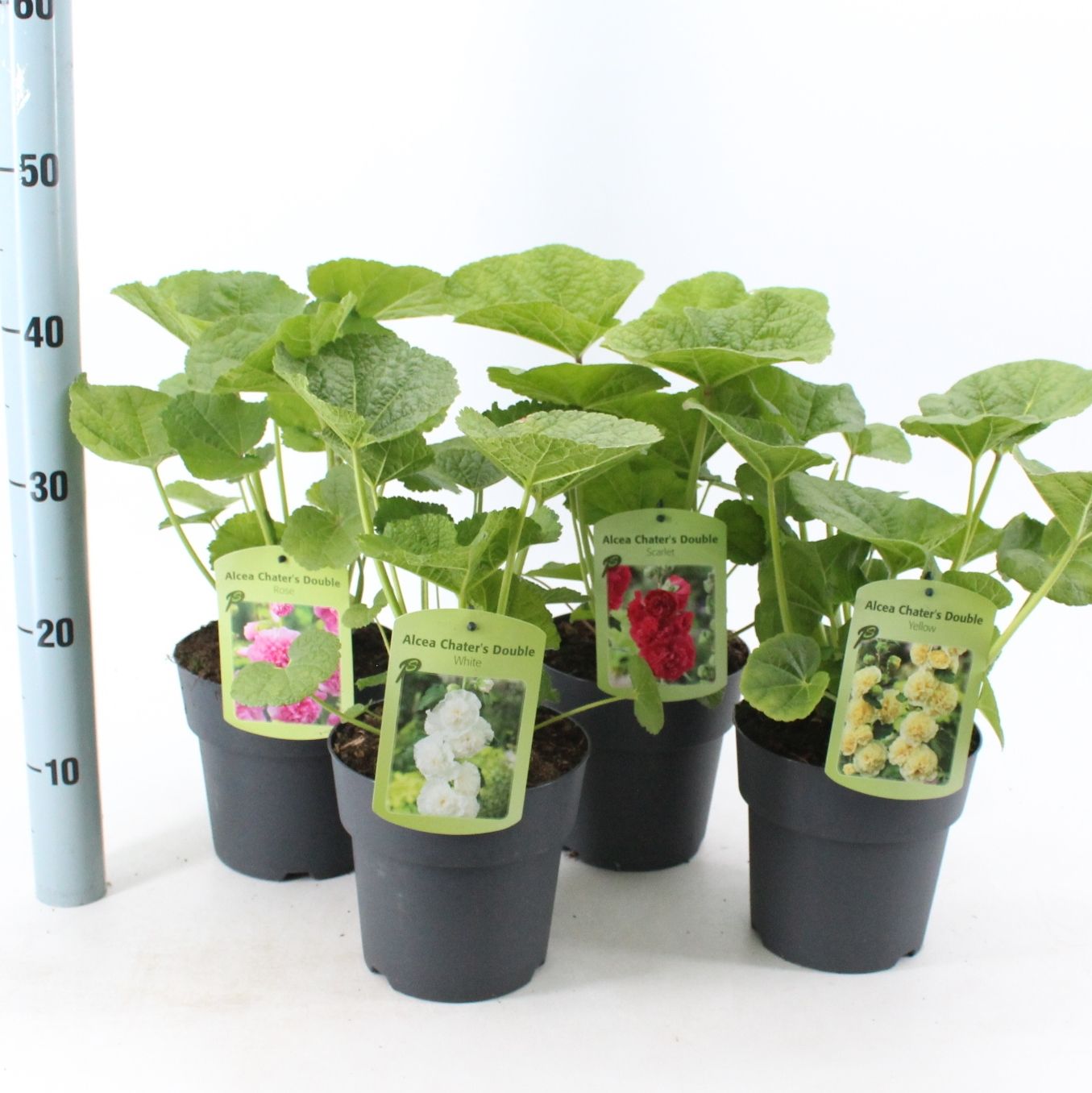 Alcea rosea 'Chater's Double' mix, hauteur 55 cm en pot de 17 cm — photographie de la référence Nieuwkoop F00009610