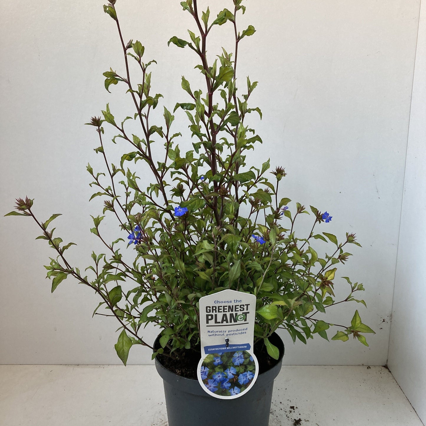 Ceratostigma willmottianum, hauteur 25 cm en pot de 19 cm — photographie de la référence Nieuwkoop F00009636