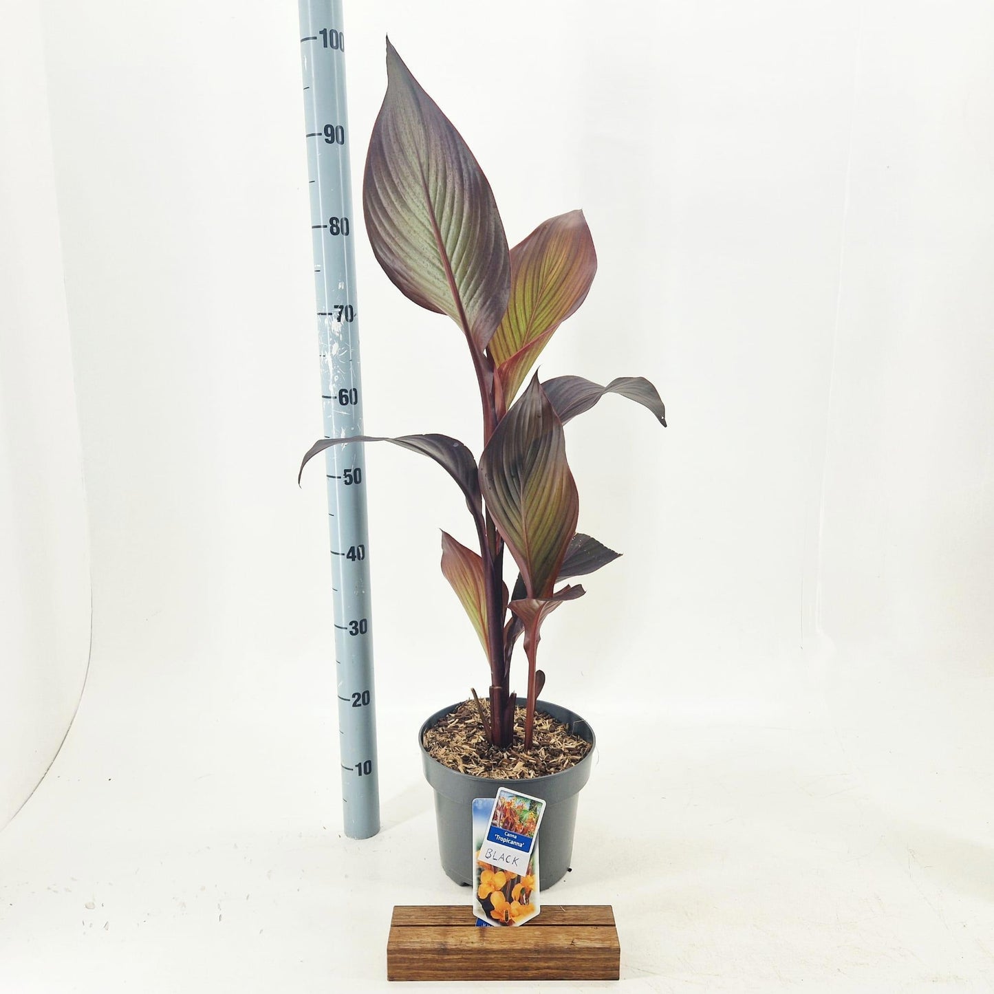 Canna 'Tropicanna Black', hauteur 40 cm en pot de 23 cm — photographie de la référence Nieuwkoop F00010279