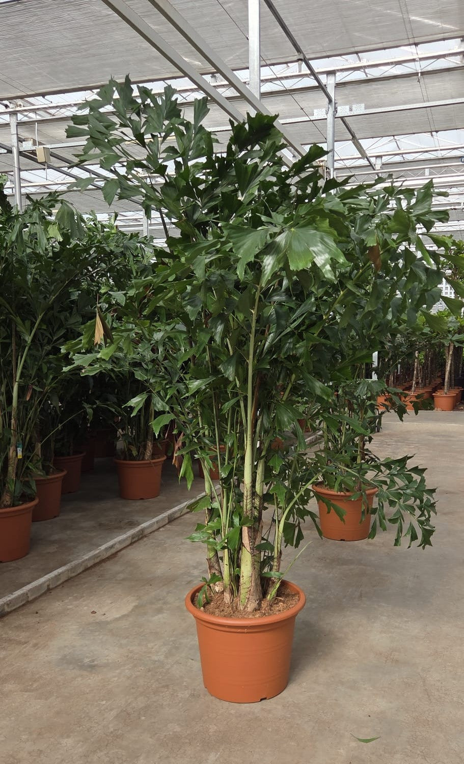 
                  
                    Caryota mitis, hauteur 270 cm, pot de culture 55 cm
                  
                