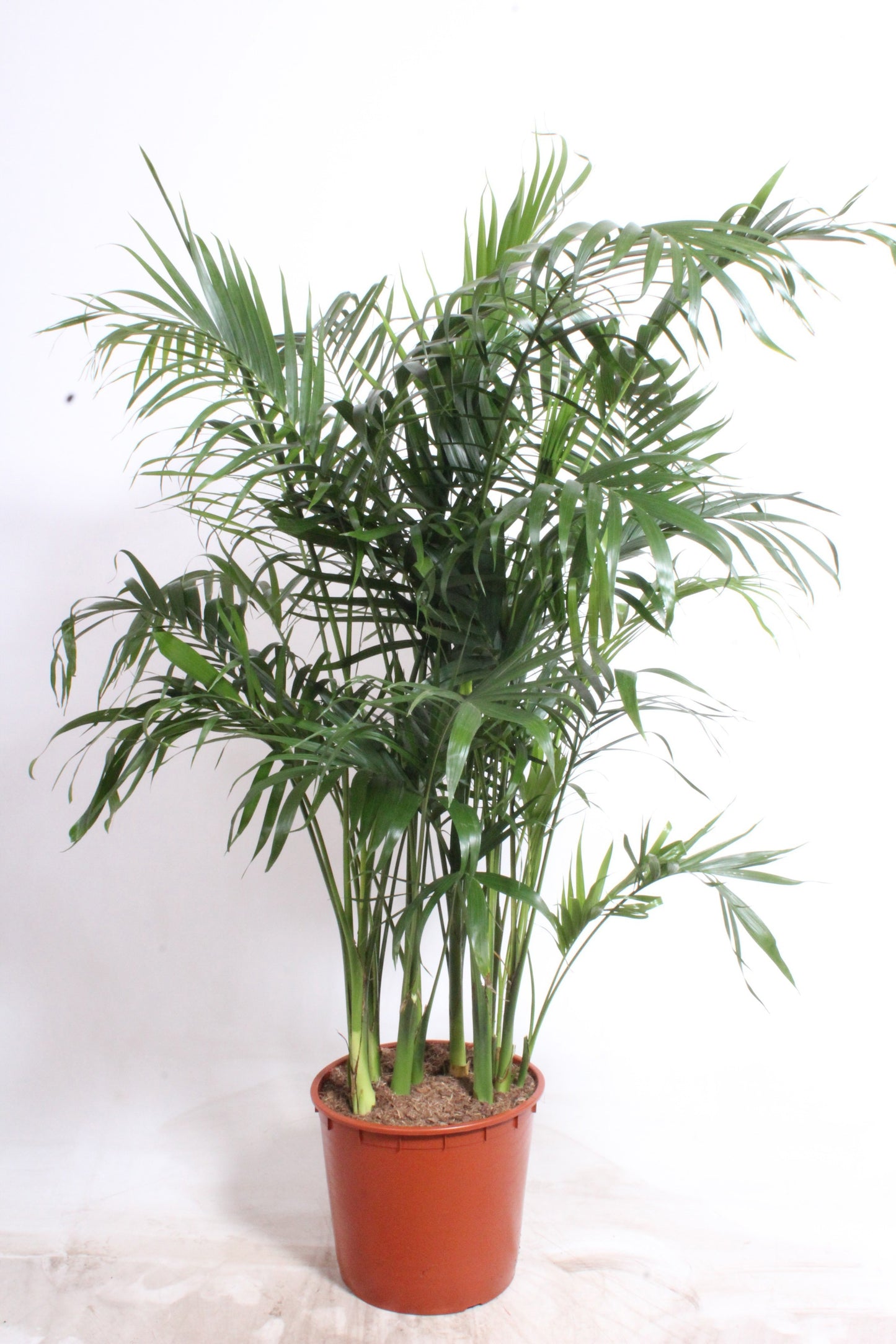 
                  
                    Chamaedorea cataractarum Stella, hauteur 160 cm, pot de culture 34 cm
                  
                