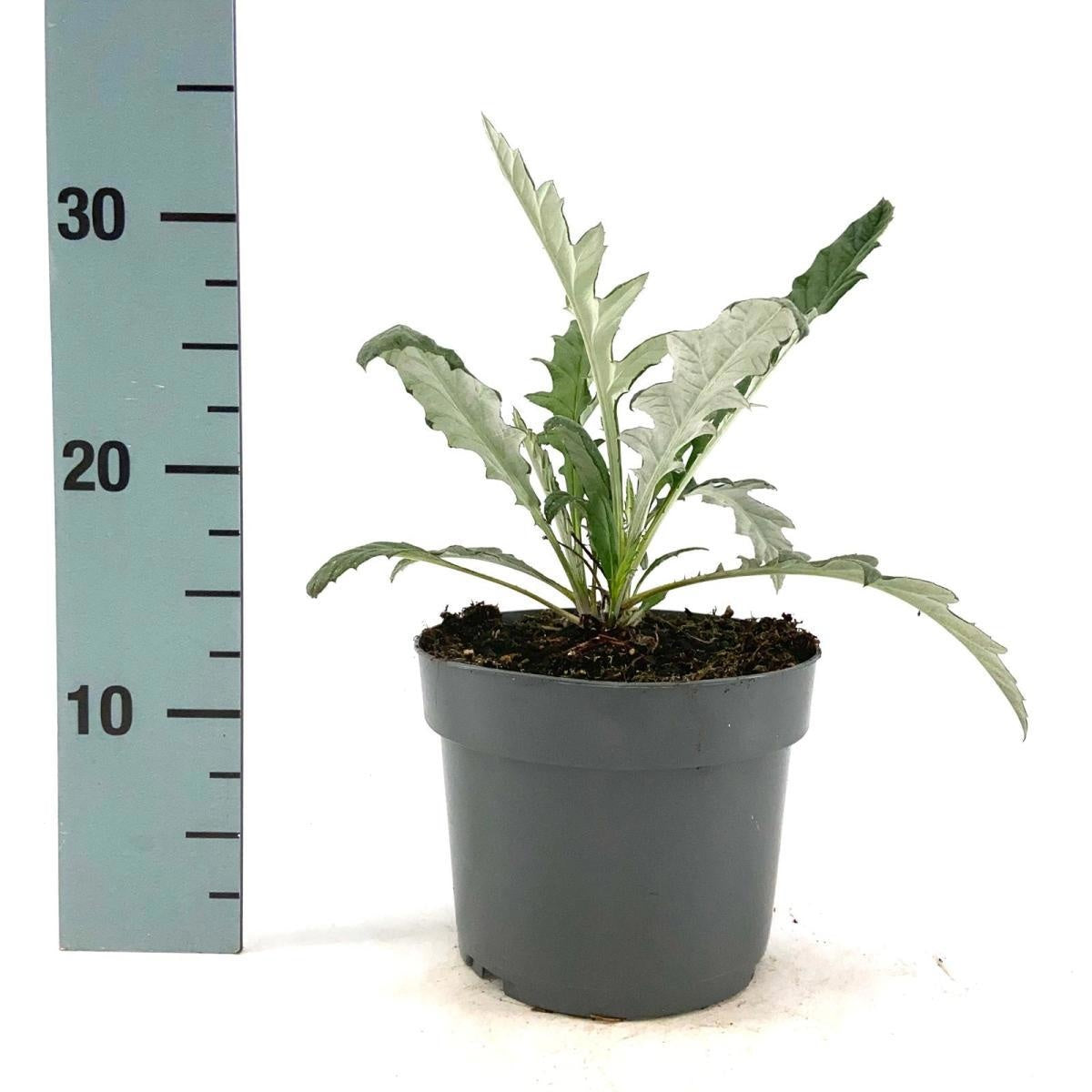 Echinops ritro 'Veitch's Blue', hauteur 30 cm en pot de 17 cm — photographie de la référence Nieuwkoop F00012081