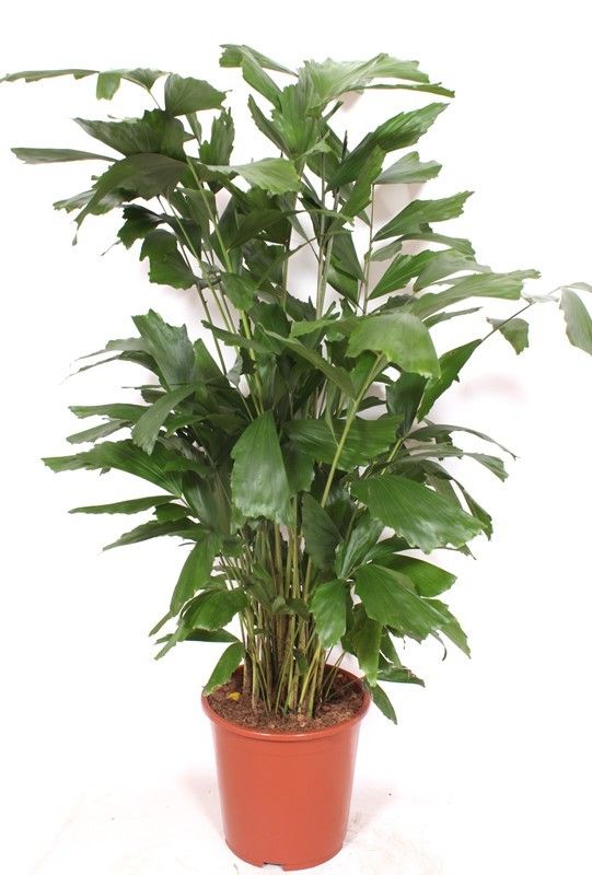 
                  
                    Caryota mitis, hauteur 130 cm, pot de culture 27 cm
                  
                