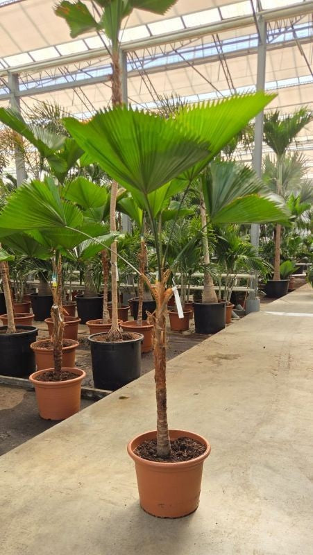 
                  
                    Licuala grandis, hauteur 220 cm, pot de culture 55 cm
                  
                