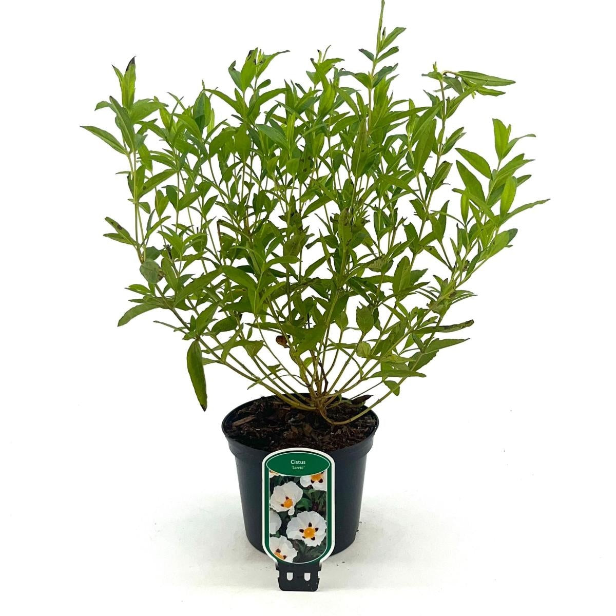 Cistus × dansereaui 'Decumbens', hauteur 40 cm en pot de 17 cm — photographie de la référence Nieuwkoop F00014112