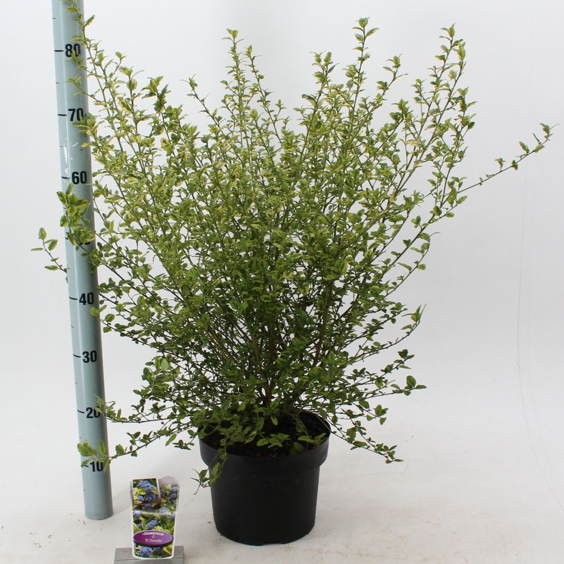 Ceanothus thyrsiflorus 'El Dorado', hauteur 35 cm en pot de 23 cm — photographie de la référence Nieuwkoop F00015414