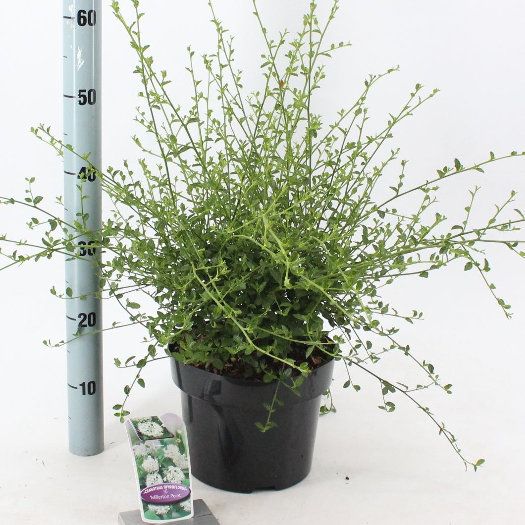Ceanothus thyrsiflorus 'Millerton Point', hauteur 45 cm en pot de 23 cm — photographie de la référence Nieuwkoop F00015416