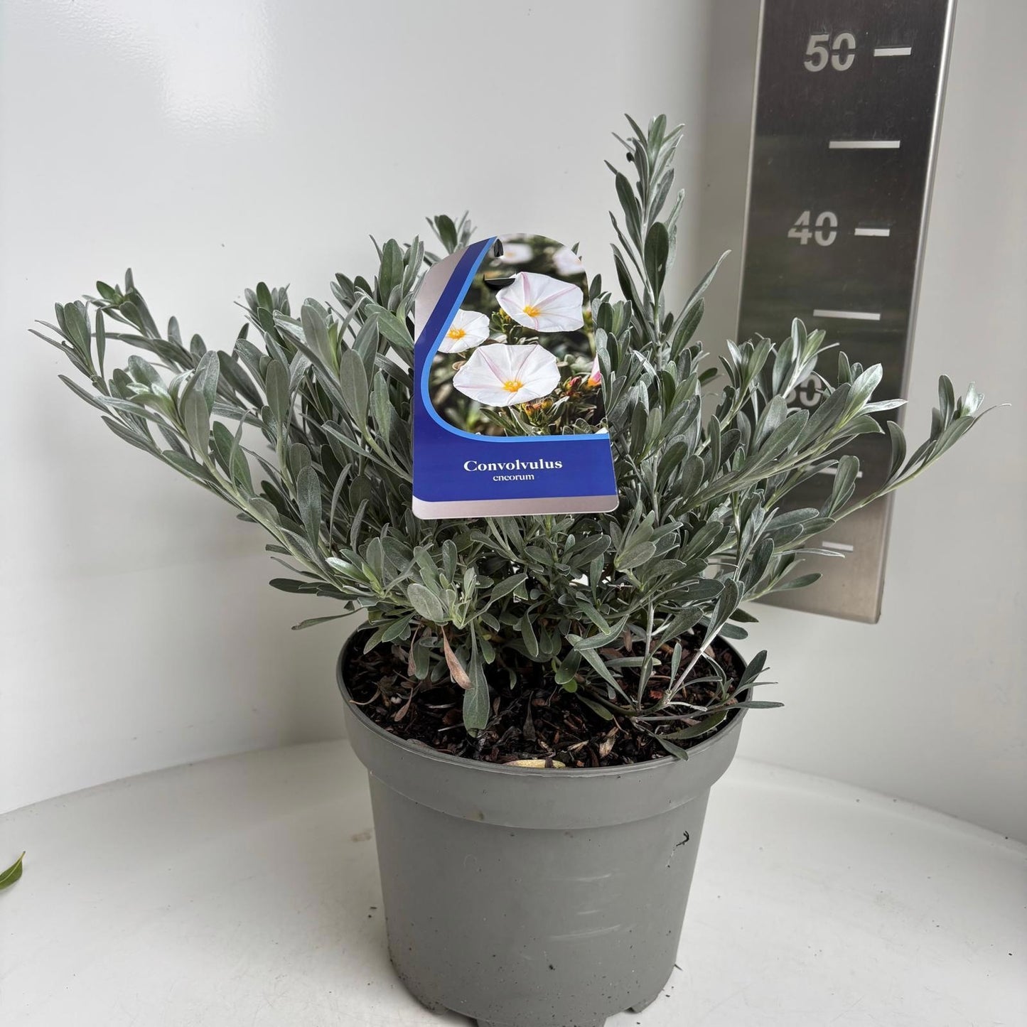 Convolvulus cneorum, hauteur 35 cm en pot de 23 cm — photographie de la référence Nieuwkoop F00015428