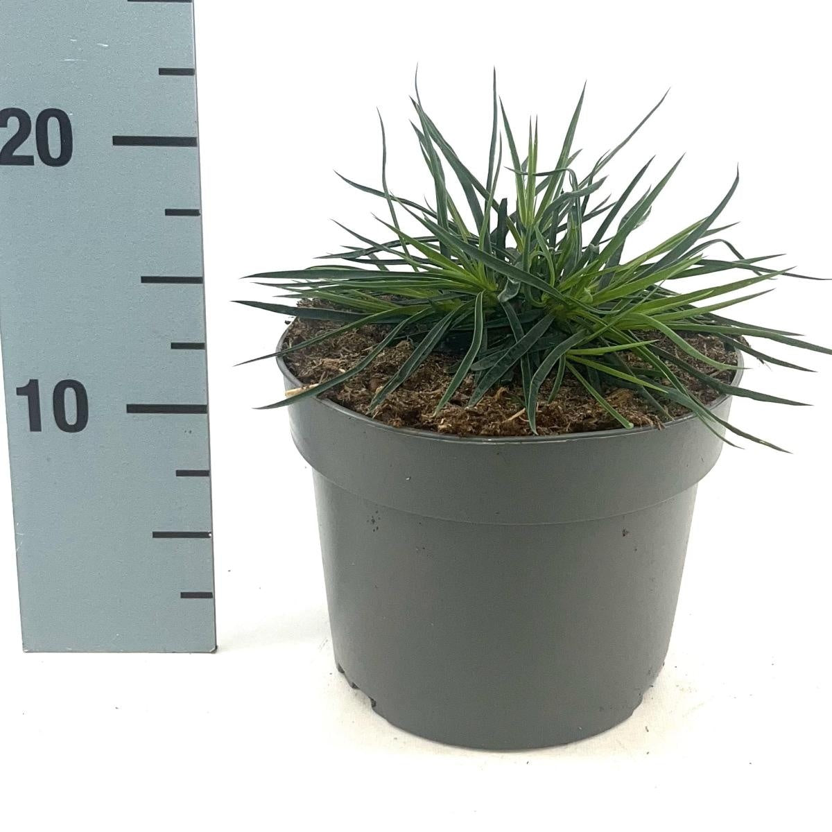 Dianthus carthusianorum, hauteur 15 cm en pot de 17 cm — photographie de la référence Nieuwkoop F00016152
