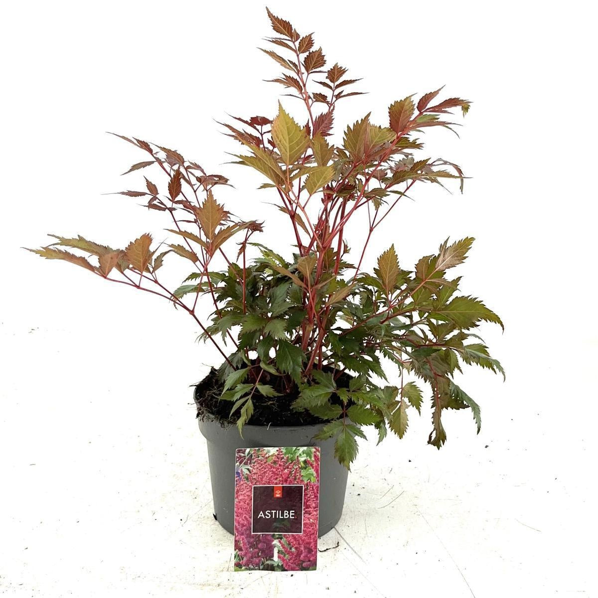 Astilbe arendsii 'Spinell', hauteur 40 cm en pot de 17 cm — photographie de la référence Nieuwkoop F00016227