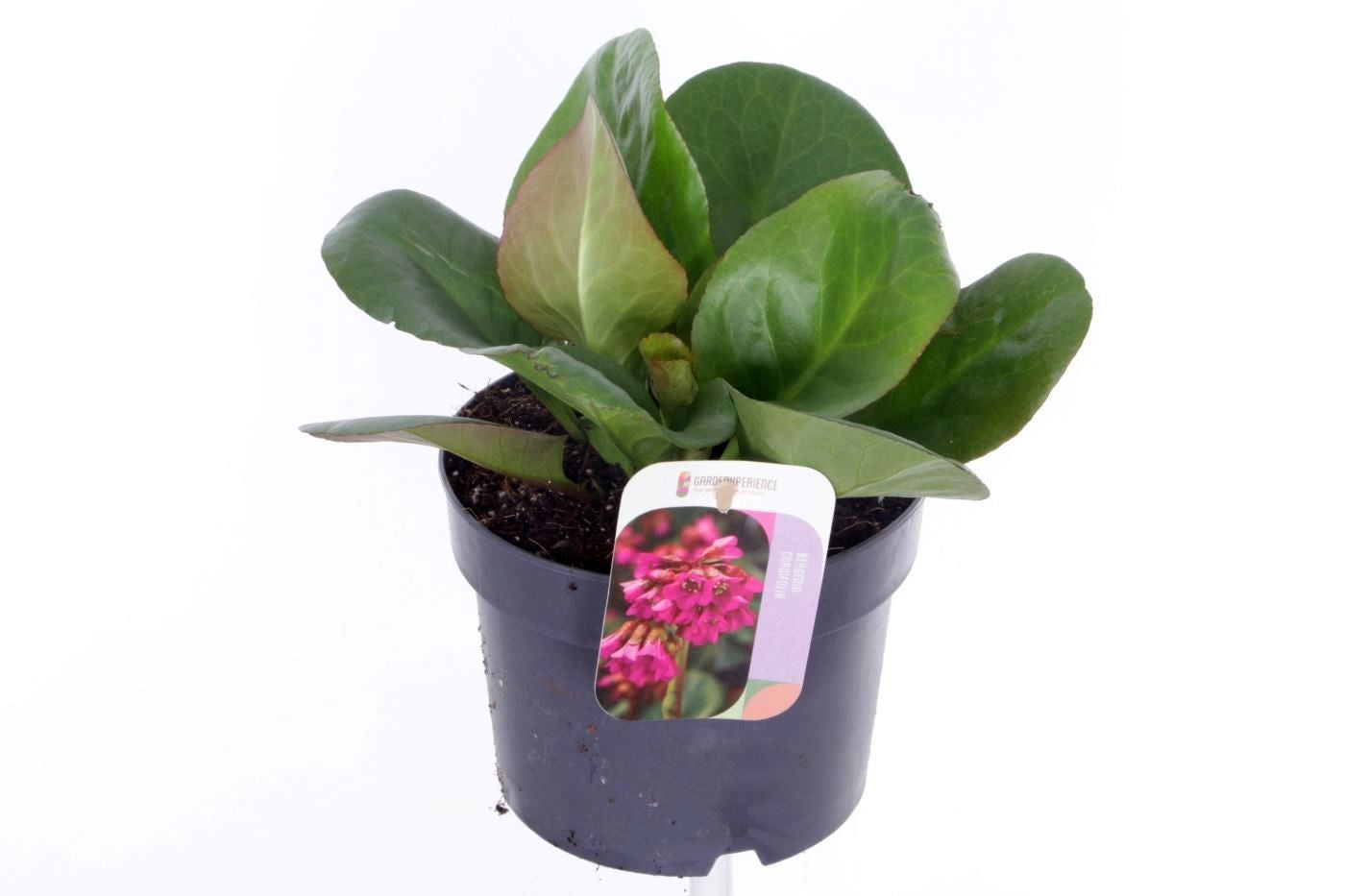 Bergenia cordifolia 'Eroica', hauteur 30 cm en pot de 17 cm — photographie de la référence Nieuwkoop F00016303