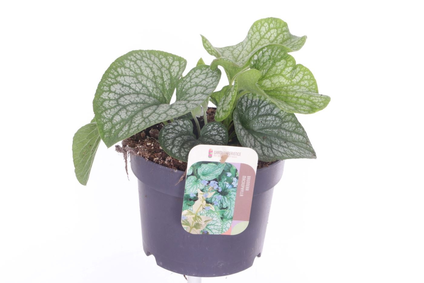 Brunnera macrophylla 'Silver Spear', hauteur 30 cm en pot de 17 cm — photographie de la référence Nieuwkoop F00016304