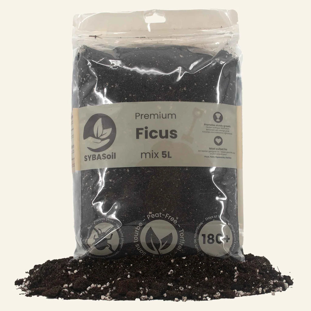 Substrat spécial Ficus