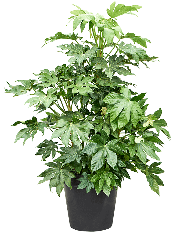 
                  
                    Fatsia japonica
                  
                