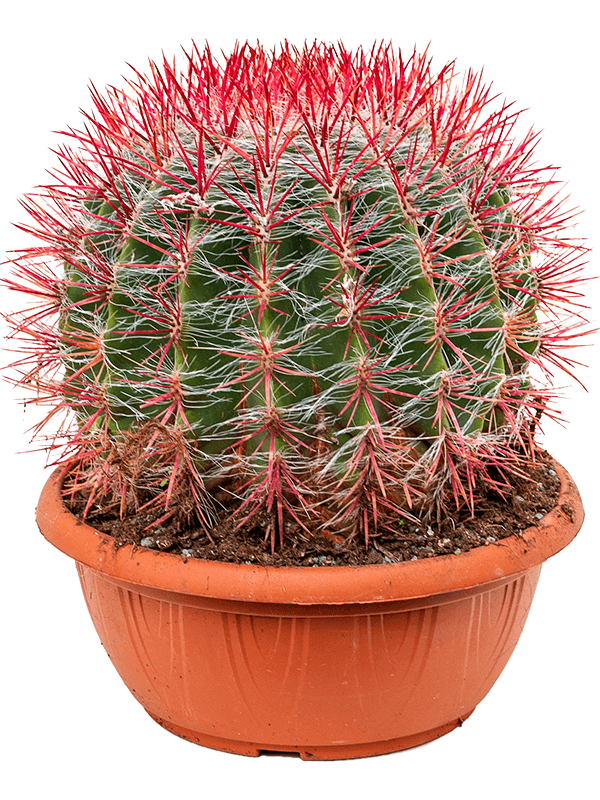 Ferocactus stainesii