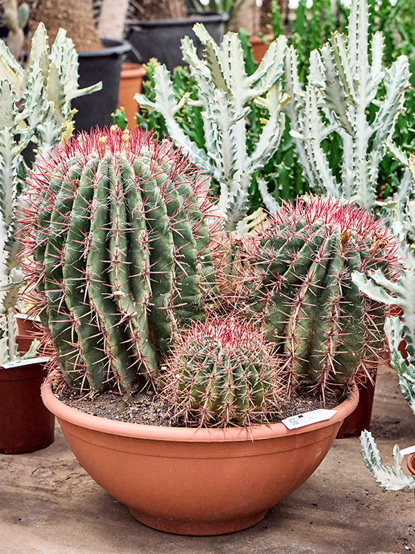 
                  
                    Ferocactus stainesii
                  
                