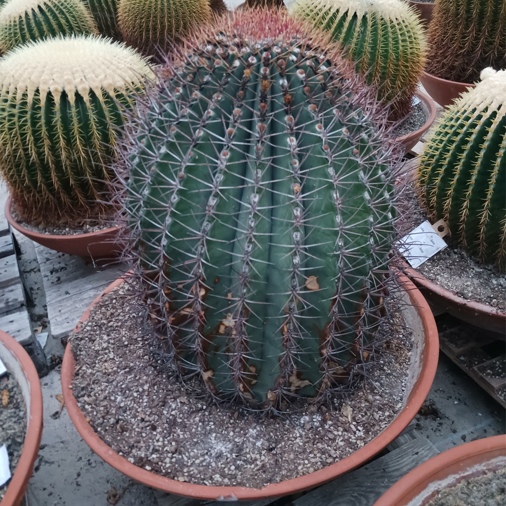 
                  
                    Ferocactus stainesii.
                  
                
