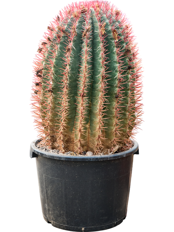 
                  
                    Ferocactus stainesii.
                  
                