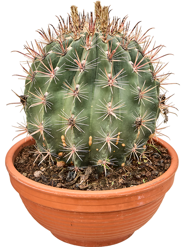 Ferocactus townsendianus