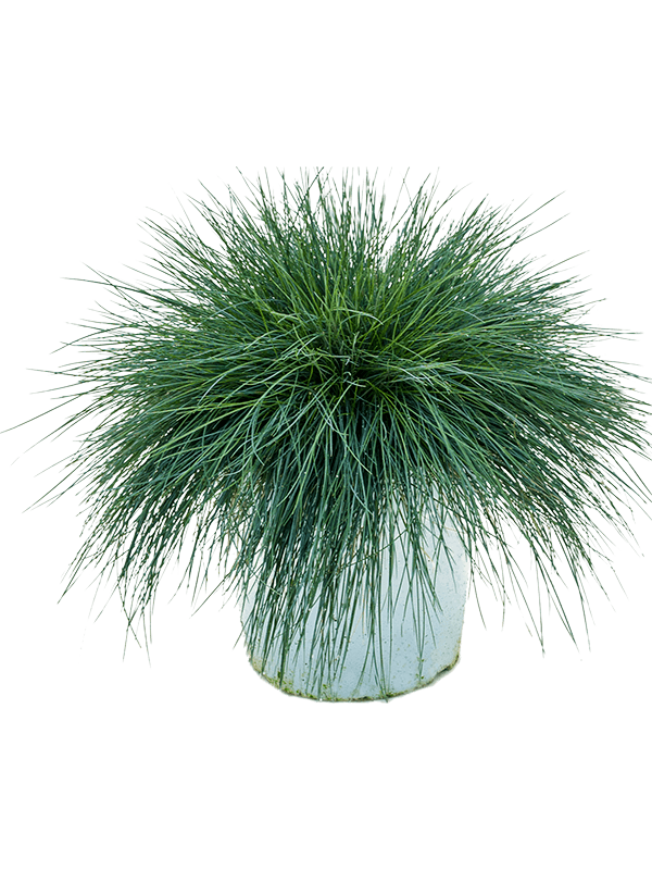 Festuca glauca intense blue