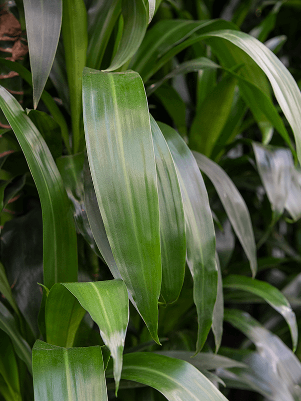 
                  
                    Dracaena fragrans Janet Craig
                  
                
