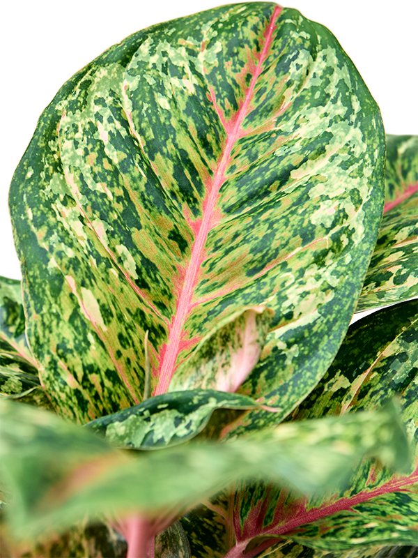 
                  
                    Aglaonema Carnival Queen
                  
                