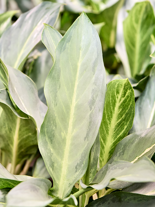 
                  
                    Aglaonema Ghost
                  
                